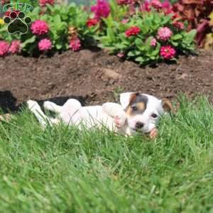 Shelly, Jack Russell Terrier Puppy