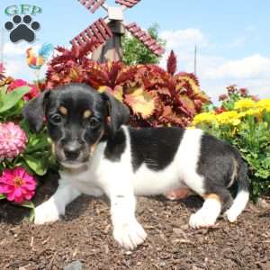 Cutie, Jack Russell Terrier Puppy