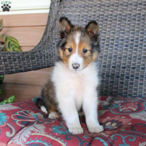 Lyle, Sheltie Puppy