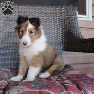 Landis, Sheltie Puppy