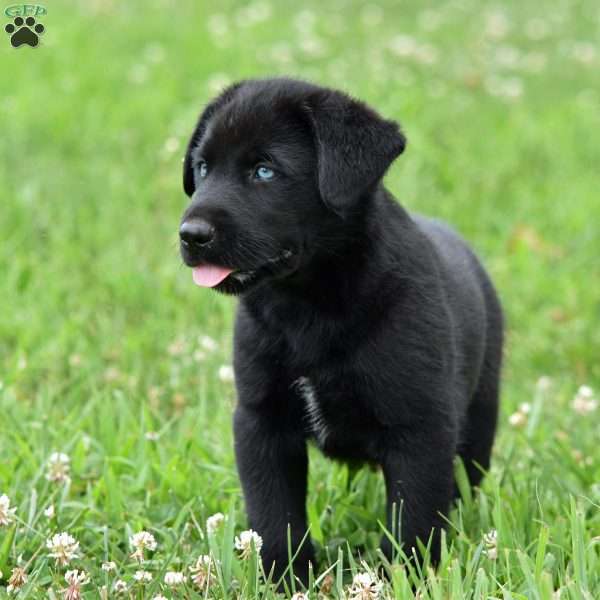 Cabby, Labrador Mix Puppy