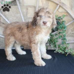 Sunset, Mini Labradoodle Puppy