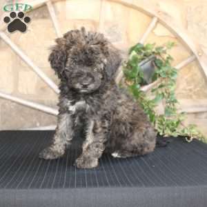 Sundae, Mini Labradoodle Puppy