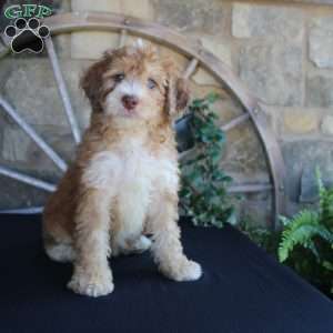 Sorbet, Mini Labradoodle Puppy