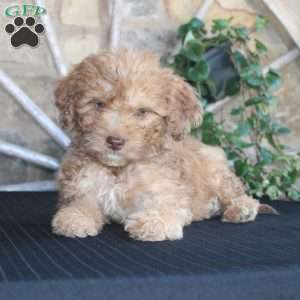 Sunshine, Mini Labradoodle Puppy