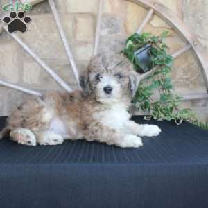 Satelite, Mini Labradoodle Puppy