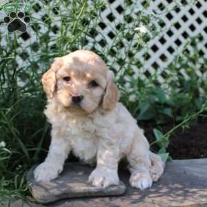 Faith, Cockapoo Puppy