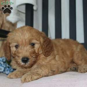 Frank, Mini Goldendoodle Puppy