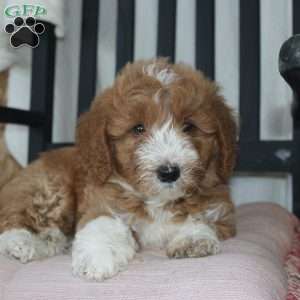 Freddie, Mini Goldendoodle Puppy