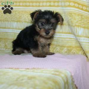 Debbie, Yorkie Puppy