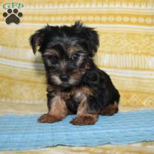 Dallus, Yorkie Puppy