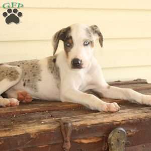 Rachel, Doberman Mix Puppy