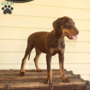 Rebecca, Doberman Mix Puppy