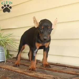 Sunshine, Doberman Pinscher Puppy