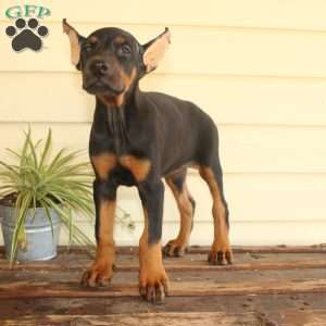 Sasha, Doberman Pinscher Puppy