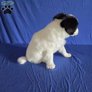 Elliott, Papillon Puppy