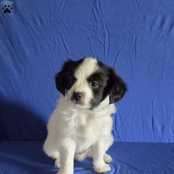 Elliott, Papillon Puppy