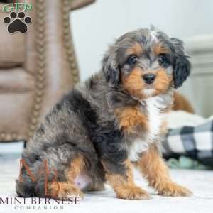 Britt, Mini Bernedoodle Puppy