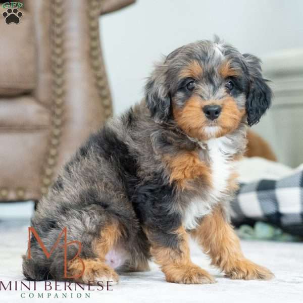 Britt, Mini Bernedoodle Puppy