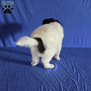 Elliott, Papillon Puppy