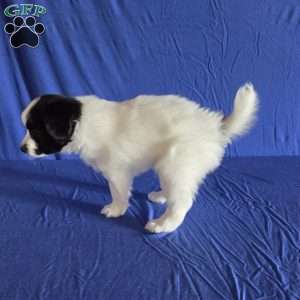 Elliott, Papillon Puppy