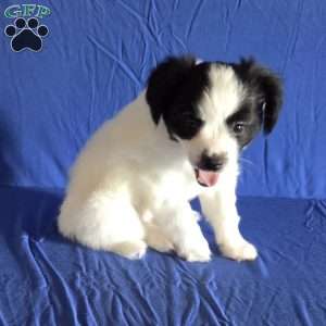 Elliott, Papillon Puppy
