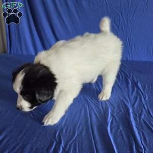 Elliott, Papillon Puppy