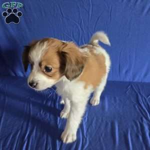 Emerson, Papillon Puppy