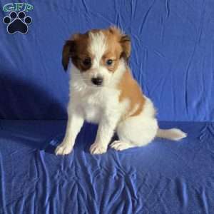 Emerson, Papillon Puppy