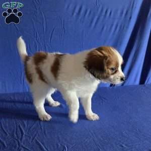 Emerson, Papillon Puppy