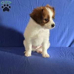 Emerson, Papillon Puppy