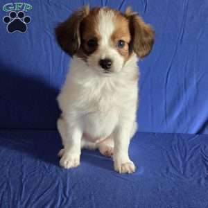 Emerson, Papillon Puppy