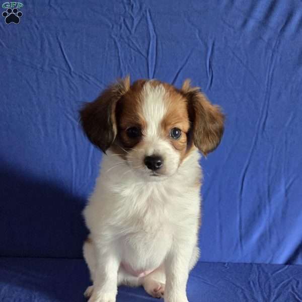 Emerson, Papillon Puppy