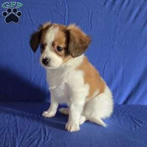 Emerson, Papillon Puppy