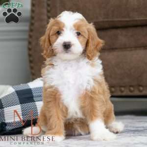Beverly, Mini Bernedoodle Puppy