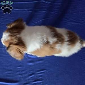 Emerson, Papillon Puppy