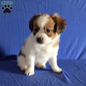 Evan, Papillon Puppy
