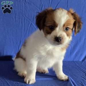 Evan, Papillon Puppy
