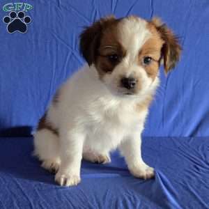 Evan, Papillon Puppy