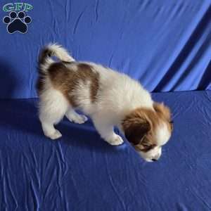 Evan, Papillon Puppy