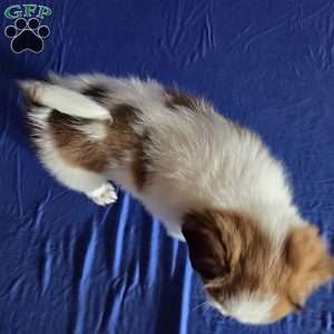 Evan, Papillon Puppy