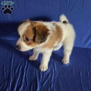 Evan, Papillon Puppy