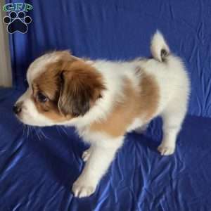 Evan, Papillon Puppy