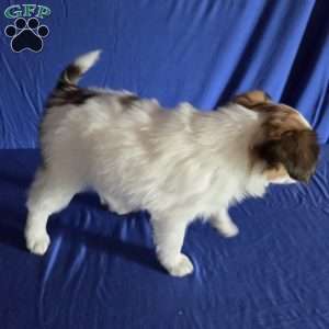 Eddie, Papillon Puppy