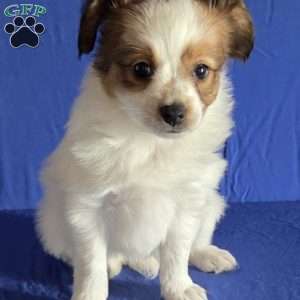 Eddie, Papillon Puppy