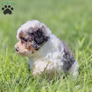 Lily, Cavapoo Puppy