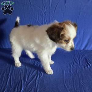 Eddie, Papillon Puppy