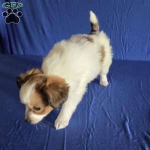 Eddie, Papillon Puppy