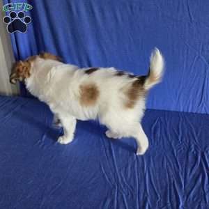 Eddie, Papillon Puppy