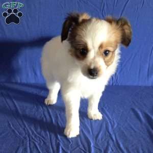 Eddie, Papillon Puppy